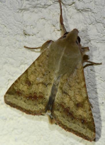 Réf. 330 474 : Helicoverpa armigera